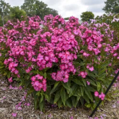 Luminary® 'Pink Lightning' Phlox