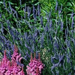 'Grosso' Lavender -GREAT GARDEN PLANTS 410 1184 popup sw