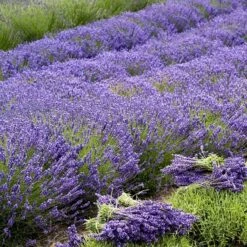 'Grosso' Lavender -GREAT GARDEN PLANTS 410 1757 popup sw