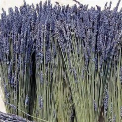 'Grosso' Lavender -GREAT GARDEN PLANTS 410 1759 popup sw