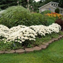 'Whoops-A-Daisy' Shasta Daisy -GREAT GARDEN PLANTS 411 1295 popup sw