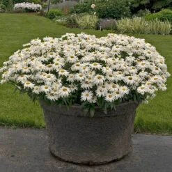 'Whoops-A-Daisy' Shasta Daisy -GREAT GARDEN PLANTS 411 1297 popup sw