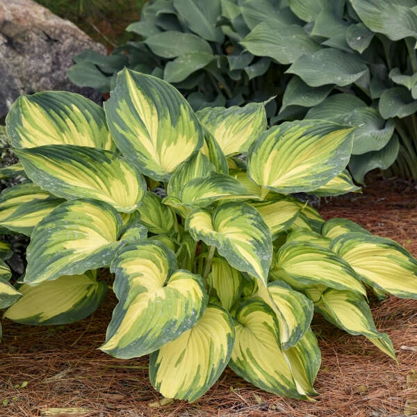 'My Fair Lady' Hosta 1 'My Fair Lady' Hosta