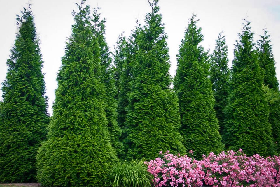 GREAT GARDEN PLANTS -GREAT GARDEN PLANTS 429170746 1142908080057055 4575855959592503950 n