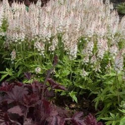 'Sugar & Spice' Foamflower -GREAT GARDEN PLANTS 42 1475 popup