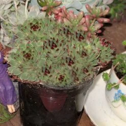 Mrs. Giuseppi Hens & Chicks -GREAT GARDEN PLANTS 432 1610 popup