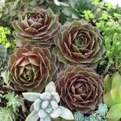 'Rocknoll Rosette' Hens & Chicks