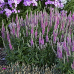 Magic Show® 'Pink Potion' Spike Speedwell -GREAT GARDEN PLANTS 43a3b7a27fd4e4d1b3b17da66e5c1a78