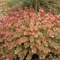 October Daphne Stonecrop -GREAT GARDEN PLANTS 441 1375 popup sw