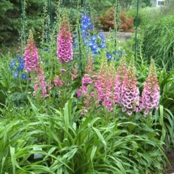 'Giant Shirley' Foxglove -GREAT GARDEN PLANTS 446 1207 popup