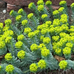 Donkey Tail -GREAT GARDEN PLANTS 447 1209 popup