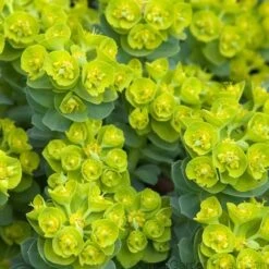 Donkey Tail -GREAT GARDEN PLANTS 447 1210 popup