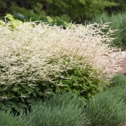 'Chantilly Lace' Goatsbeard -GREAT GARDEN PLANTS 44c3d4bfbc4f2e9f3fc10f8c8e848035
