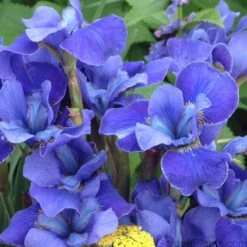 'Silver Edge' Siberian Iris