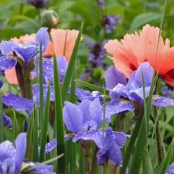'Silver Edge' Siberian Iris -GREAT GARDEN PLANTS 457 2257 popup
