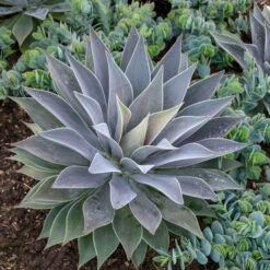 Mad About Mangave® 'Lavender Lady' Mangave