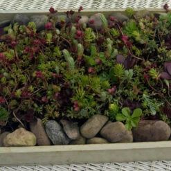 SedumSod® Mini Mats 6 SedumSod® Mini Mats -GREAT GARDEN PLANTS 488 1580