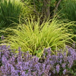Prairie Winds® 'Lemon Squeeze' Fountain Grass -GREAT GARDEN PLANTS 497Pennisetumalopecuroides LemonSqueeze 2