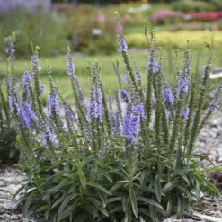 Magic Show® 'Ever After' Spike Speedwell -GREAT GARDEN PLANTS 498Veronica EverAfter 3