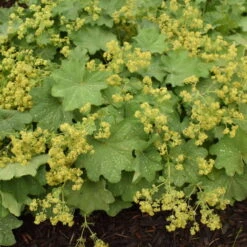 Lady's Mantle -GREAT GARDEN PLANTS 4cb3d4cc1b6c0d383e70cdf16724128c