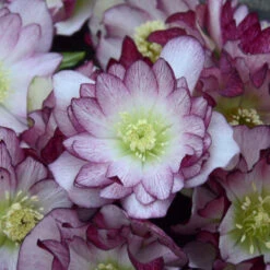 Wedding Party® Blushing Bridesmaid Lenten Rose