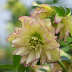 Wedding Party® First Dance Lenten Rose -GREAT GARDEN PLANTS 508Helleborus FirstDance 3