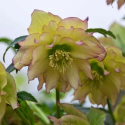 Wedding Party® First Dance Lenten Rose -GREAT GARDEN PLANTS 508Helleborus FirstDance 4