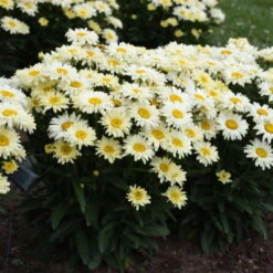 Amazing Daisies® 'Banana Cream II' Shasta Daisy -GREAT GARDEN PLANTS 509Leucanthemumsuperbum BananaCreamII 1