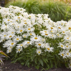 Amazing Daisies® 'Spun Silk' Shasta Daisy -GREAT GARDEN PLANTS 510Leucanthemumsuperbum SpunSilk 3