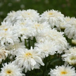 Amazing Daisies® 'Marshmallow' Shasta Daisy -GREAT GARDEN PLANTS 511Leucanthemumsuperbum Marshmallow 3