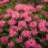 'Leading Lady Pink' Bee Balm