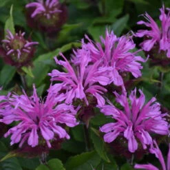 'Pardon My Lavender II' Bee Balm