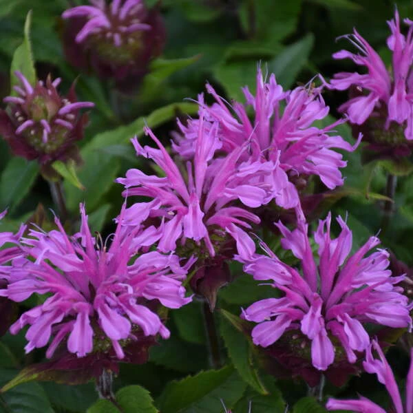 'Pardon My Lavender II' Bee Balm 1 'Pardon My Lavender II' Bee Balm