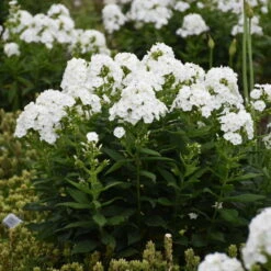 Luminary™ 'Backlight' Tall Garden Phlox -GREAT GARDEN PLANTS 518Phloxpaniculata Backlight 3