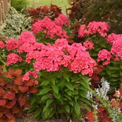 Luminary™ 'Sunset Coral' Tall Garden Phlox -GREAT GARDEN PLANTS 519Phloxpaniculata SunsetCoral 3