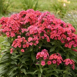 Luminary™ 'Sunset Coral' Tall Garden Phlox -GREAT GARDEN PLANTS 519Phloxpaniculata SunsetCoral 4