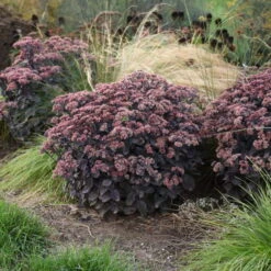 Rock 'N Grow® 'Back In Black' Stonecrop -GREAT GARDEN PLANTS 520Sedum BackinBlack 3