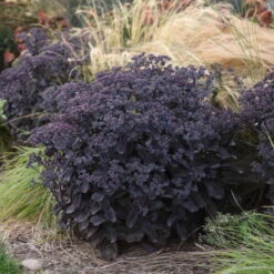 Rock 'N Grow® 'Back In Black' Stonecrop -GREAT GARDEN PLANTS 520Sedum BackinBlack 4