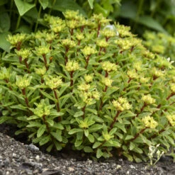 Rock 'N Round® 'Bright Idea' Stonecrop -GREAT GARDEN PLANTS 521Sedum BrightIdea 4