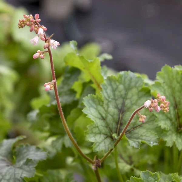 Fun And Games® 'Shadow Tag' Foamy Bells 3 Fun And Games® 'Shadow Tag' Foamy Bells - Image 3