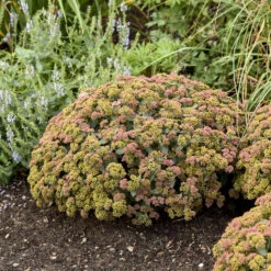 Rock 'N Grow® 'Coraljade' Stonecrop -GREAT GARDEN PLANTS 522Sedum Coraljade 4