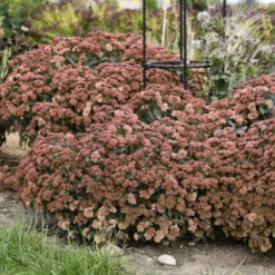 Rock 'N Grow® 'Tiramisu' Stonecrop -GREAT GARDEN PLANTS 523Sedum Tiramisu 3