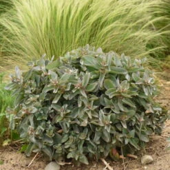 Rock 'N Grow® 'Tiramisu' Stonecrop -GREAT GARDEN PLANTS 523Sedum Tiramisu 4