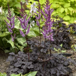 'Dark Side Of The Moon' Astilbe -GREAT GARDEN PLANTS 525Astilbe DarkSideoftheMoon 2