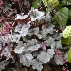 Dolce® 'Silver Gumdrop' Coral Bells 8 Dolce® 'Silver Gumdrop' Coral Bells -GREAT GARDEN PLANTS 525 1969 popup sw