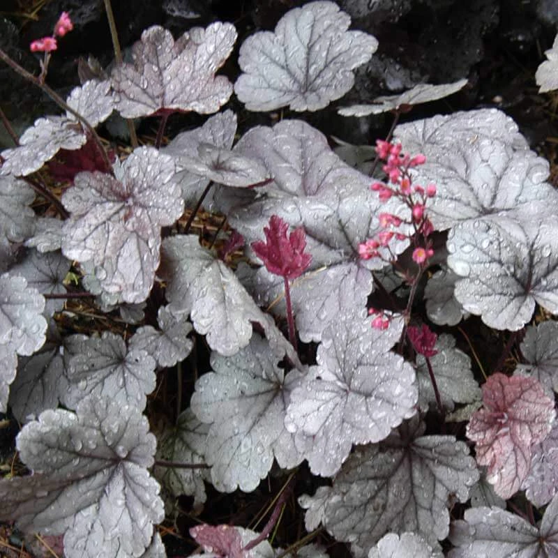 Dolce® 'Silver Gumdrop' Coral Bells 2 Dolce® 'Silver Gumdrop' Coral Bells - Image 2