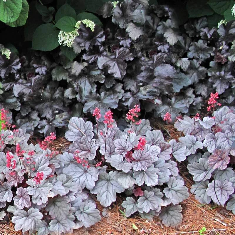 Dolce® 'Silver Gumdrop' Coral Bells 5 Dolce® 'Silver Gumdrop' Coral Bells - Image 5
