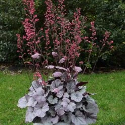 Dolce® 'Silver Gumdrop' Coral Bells 9 Dolce® 'Silver Gumdrop' Coral Bells -GREAT GARDEN PLANTS 525 1974 popup sw