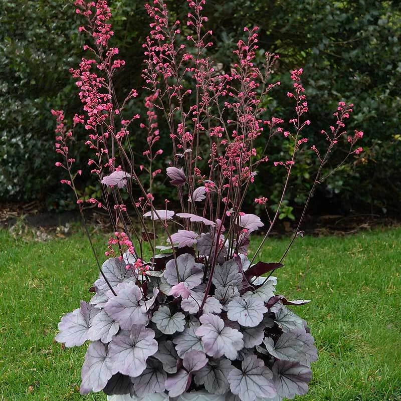 Dolce® 'Silver Gumdrop' Coral Bells 4 Dolce® 'Silver Gumdrop' Coral Bells - Image 4