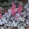 Dolce® 'Silver Gumdrop' Coral Bells